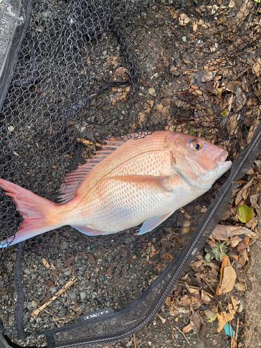 マダイの釣果