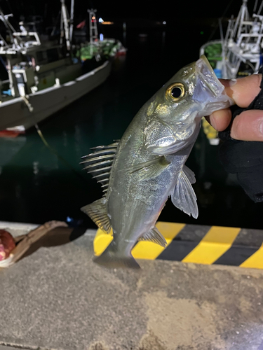 セイゴ（マルスズキ）の釣果