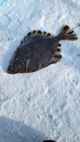 カレイの釣果