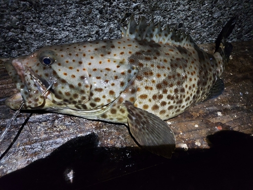 チャイロマルハタの釣果