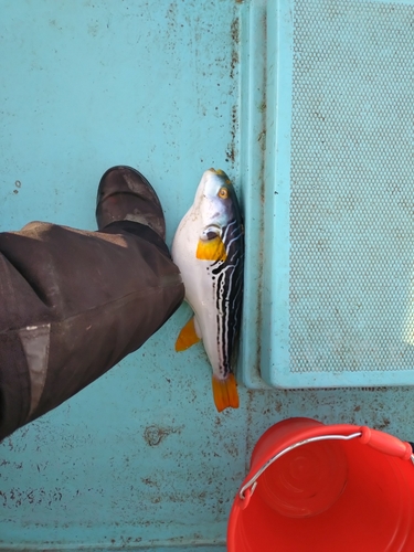 シマフグの釣果