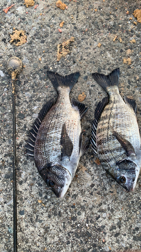 クロダイの釣果