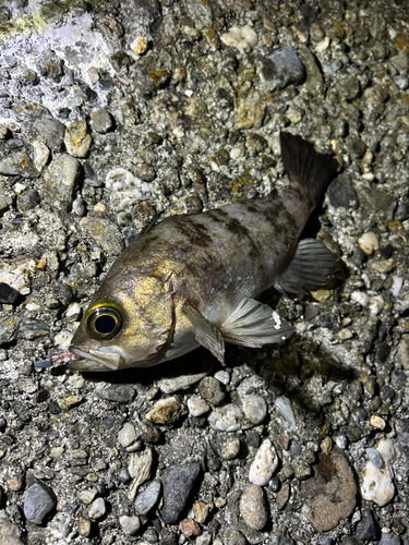 メバルの釣果