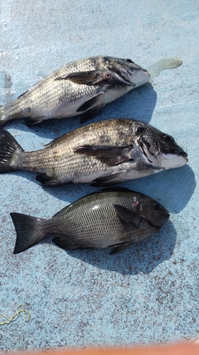 クロダイの釣果