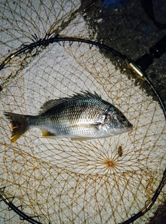 キビレの釣果