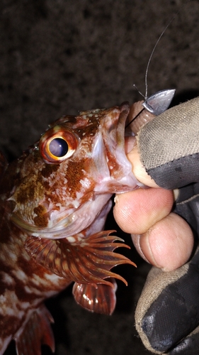 カサゴの釣果