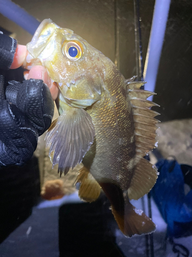 エゾメバルの釣果