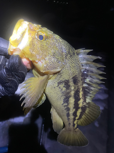 シマゾイの釣果