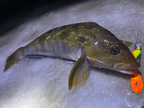 アブラコの釣果