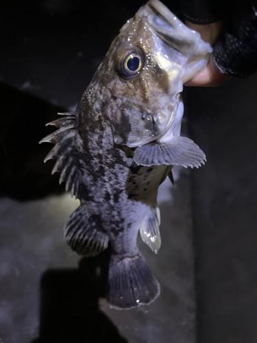 クロソイの釣果