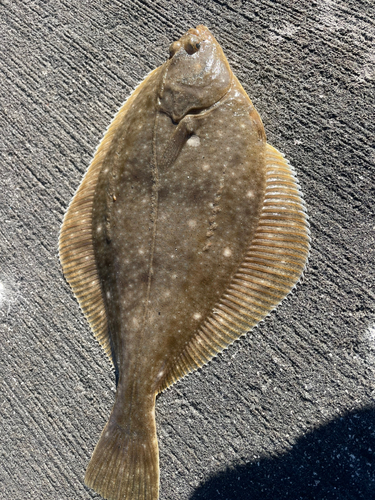 カレイの釣果