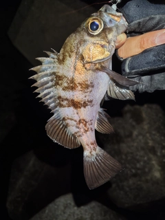 シロメバルの釣果