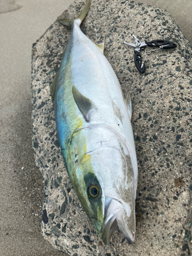 ワラサの釣果