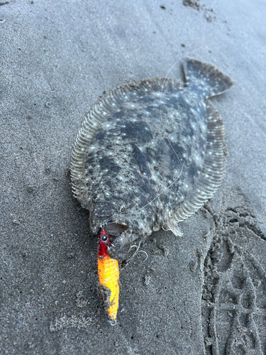 ヒラメの釣果