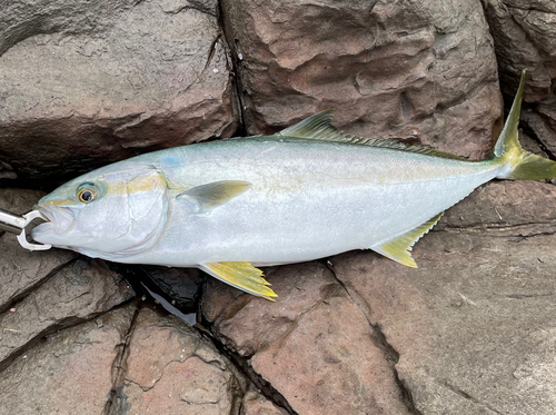 ヒラマサの釣果