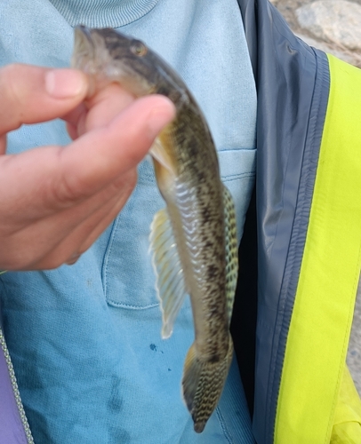 マハゼの釣果