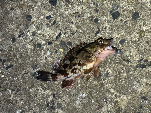 カサゴの釣果