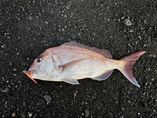 タイの釣果