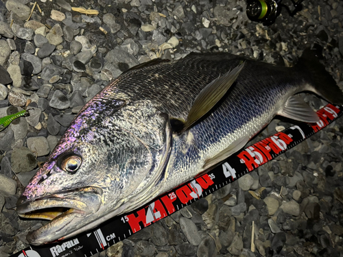 オオニベの釣果