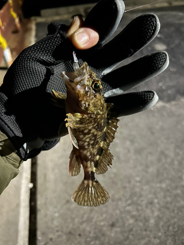 クロソイの釣果