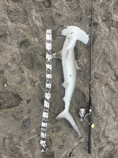 ハンマーヘッドシャークの釣果