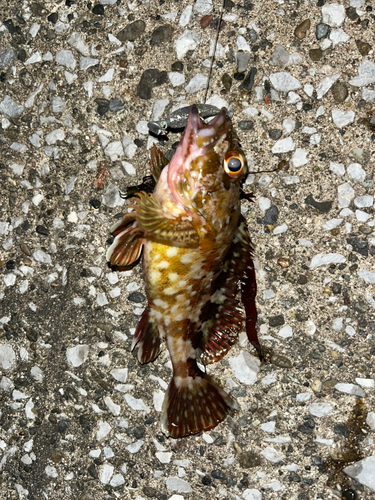 カサゴの釣果