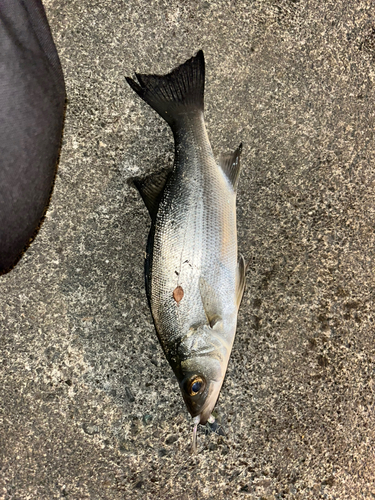 セイゴ（ヒラスズキ）の釣果