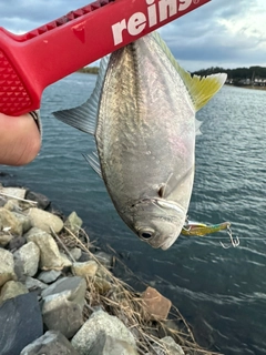 メッキの釣果