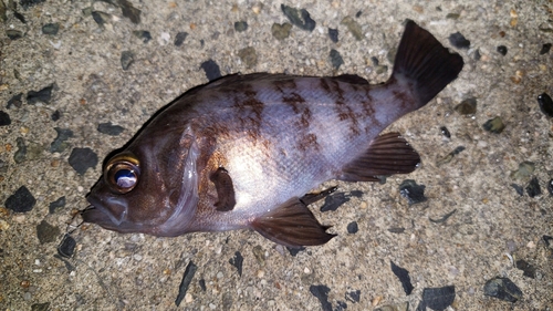 メバルの釣果