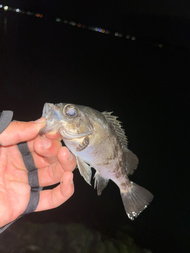 シロメバルの釣果