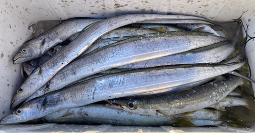 カマスの釣果