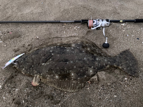 ヒラメの釣果