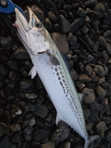 サゴシの釣果