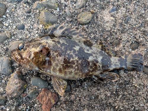 タケノコメバルの釣果