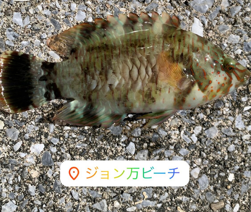 カンモンハタの釣果