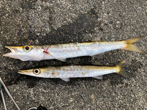 カマスの釣果