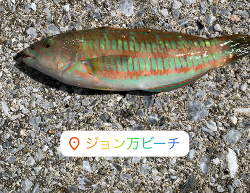 ホンベラの釣果