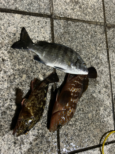 アコウの釣果