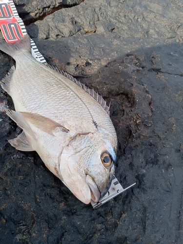 ヘダイの釣果