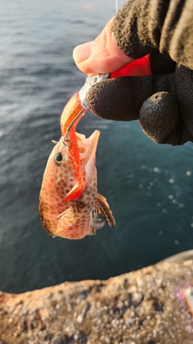 オオモンハタの釣果