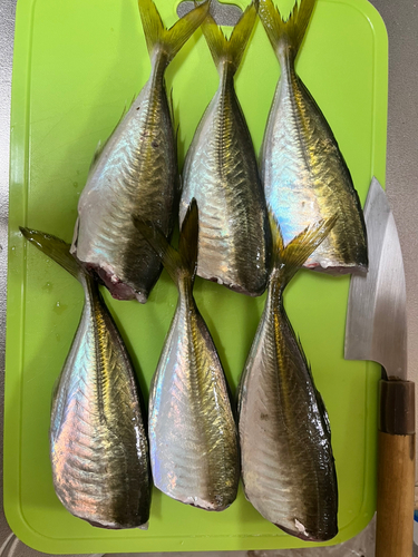 アジの釣果