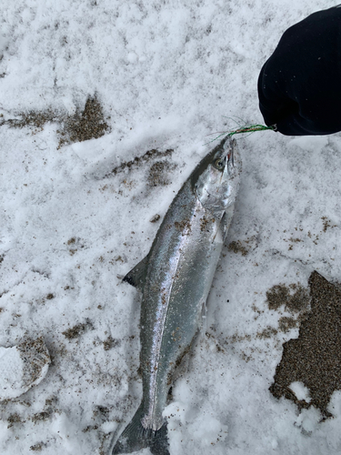 サクラマスの釣果