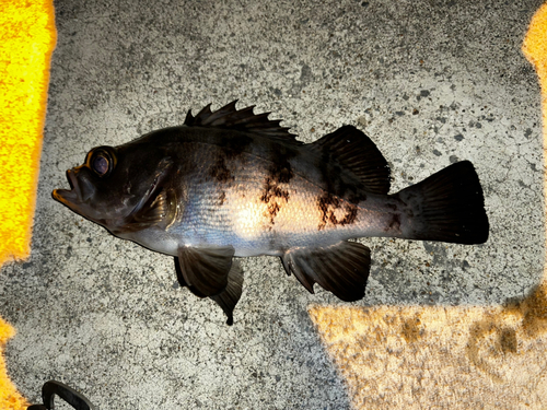 メバルの釣果