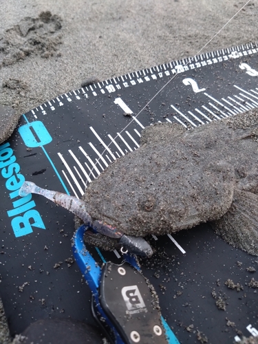 マゴチの釣果