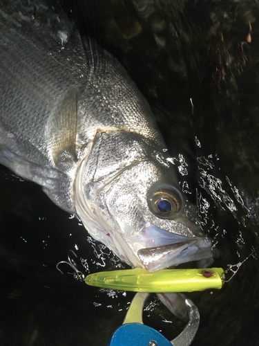 ヒラスズキの釣果