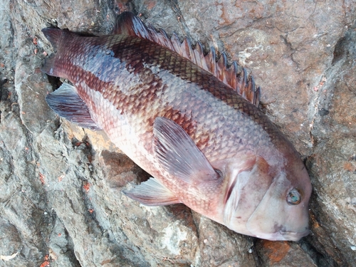 カンダイの釣果