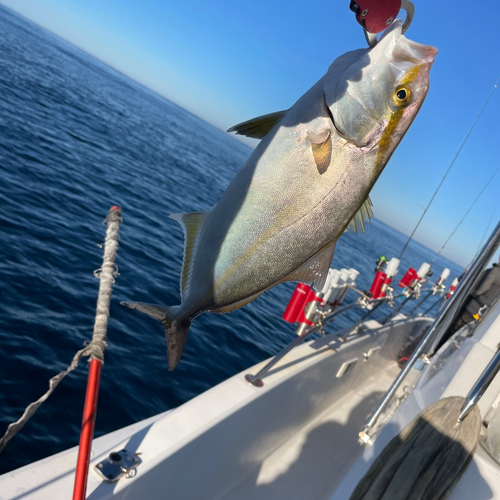 ショゴの釣果