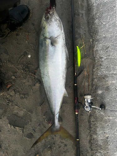 ブリの釣果