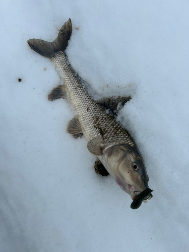 ニゴイの釣果