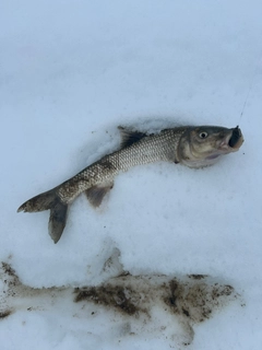 ニゴイの釣果